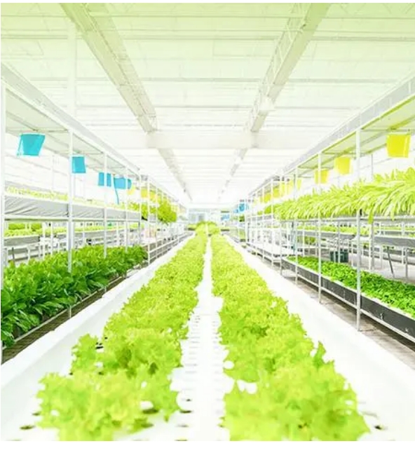 LED is one of the important factors affecting the control of plant growth by grow lights